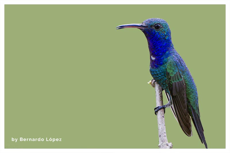 Colibrí Garganta de Zafiro