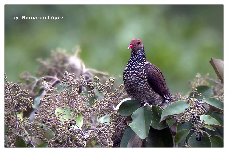Paloma Escamosa (Paloma Morada)