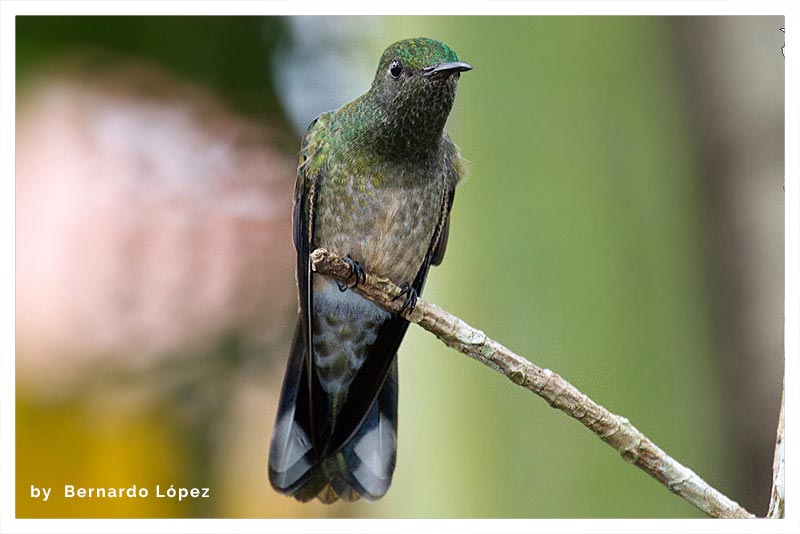Colibrí Pechiescamado