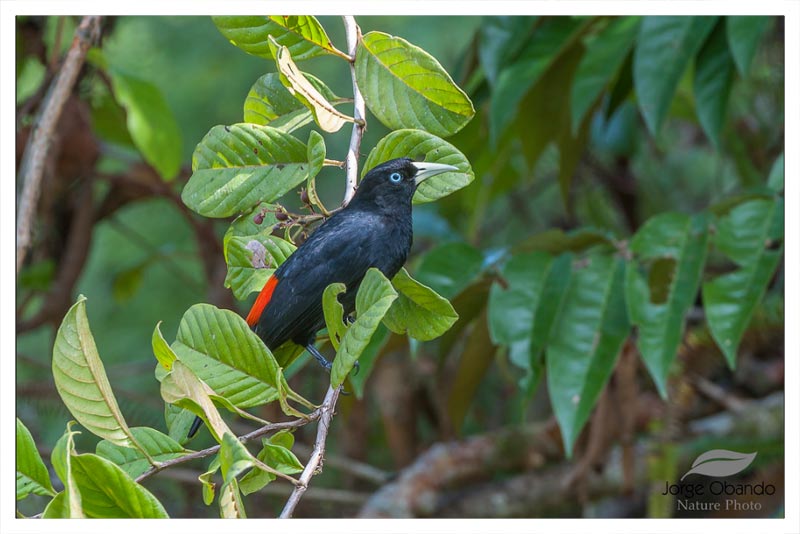 Cacique Lomiescarlata (Sargento- Plío) 