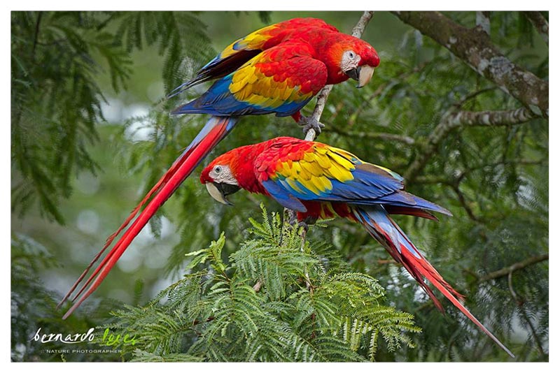 Guacamayo Rojo (Lapa Roja- Lapa Colorada) 