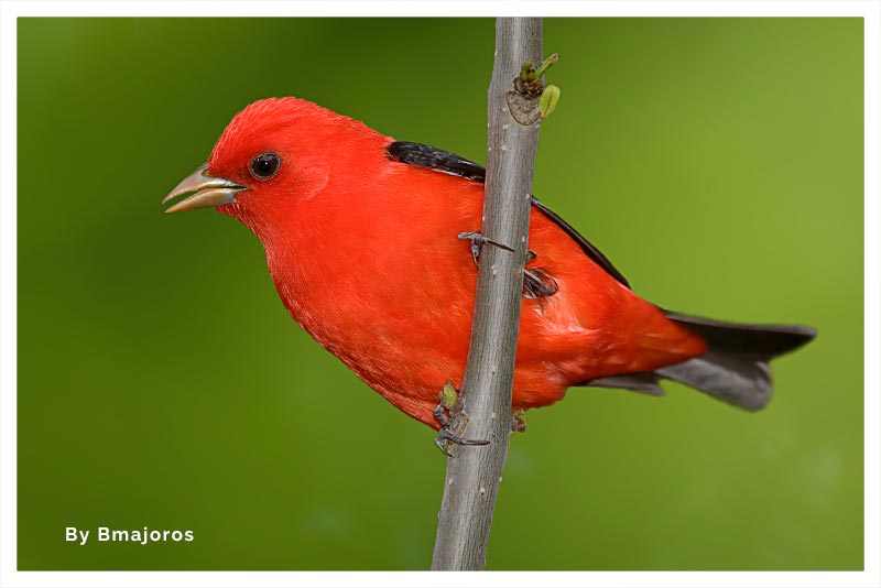 Tangara Escarlata (Cardenal Alas Negras) 