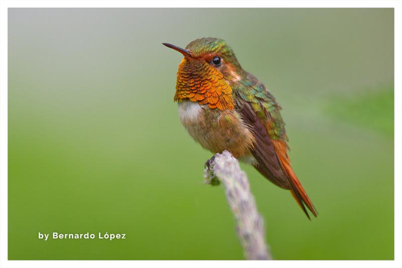 Colibrí Chispita Gorginaranja (Chispita- Colibrí Mosca)
