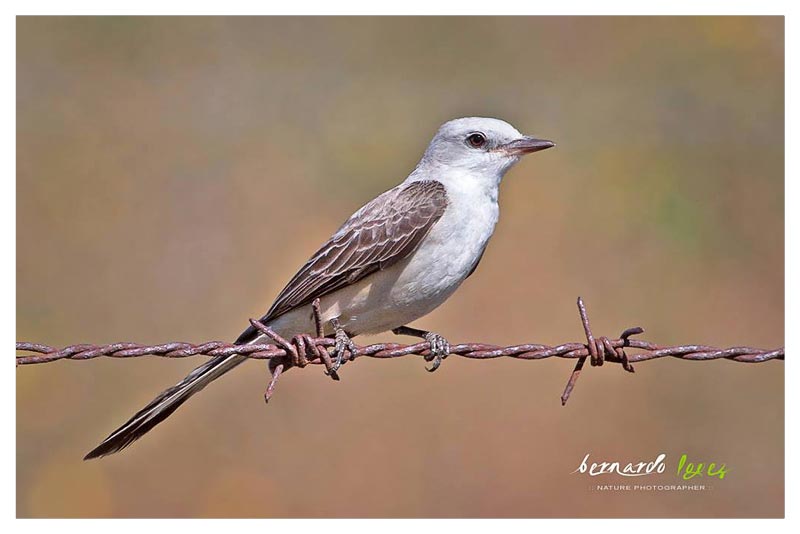 Tijereta Rosada (Tijerilla) 