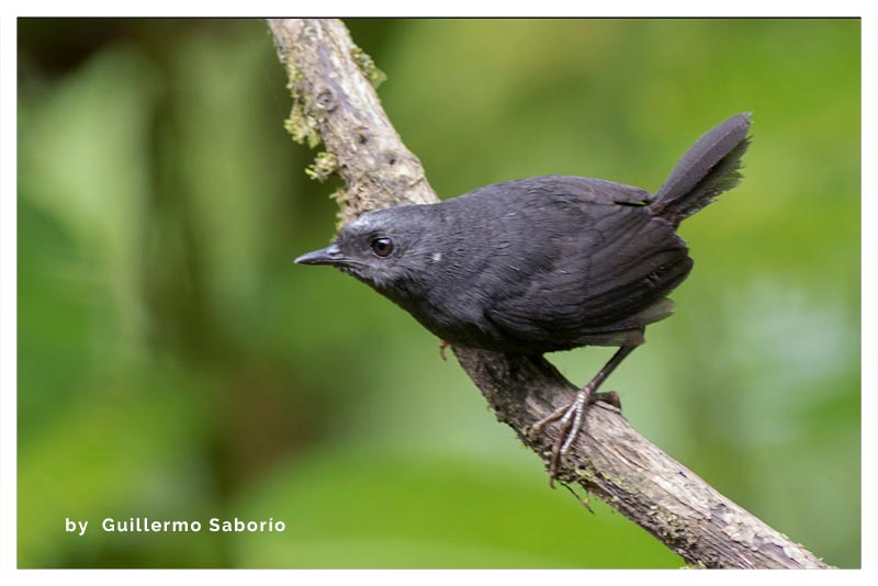 Tapaculo Frentiplateado 