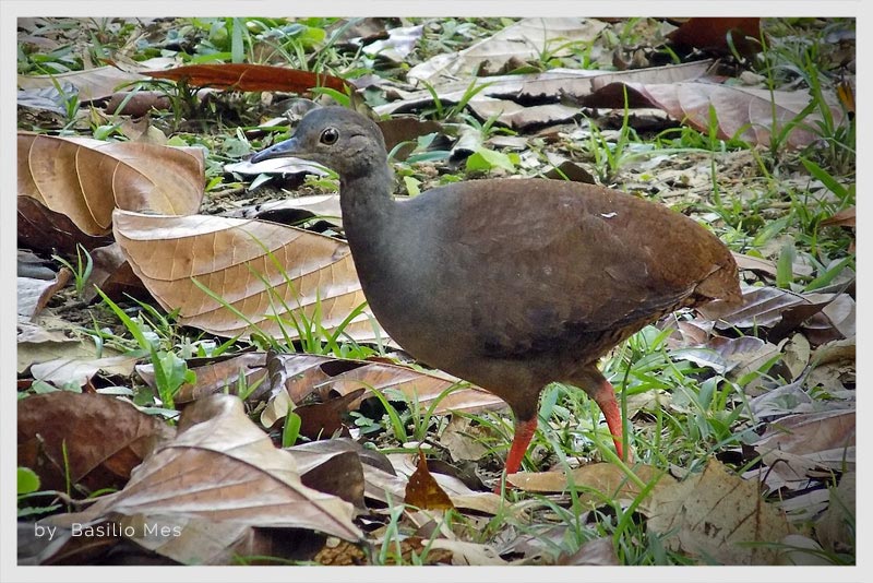 Tinamú Pizarroso (Gallina de monte Patirroja)