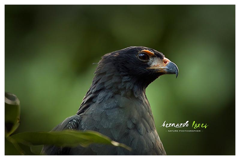Águila Solitaria