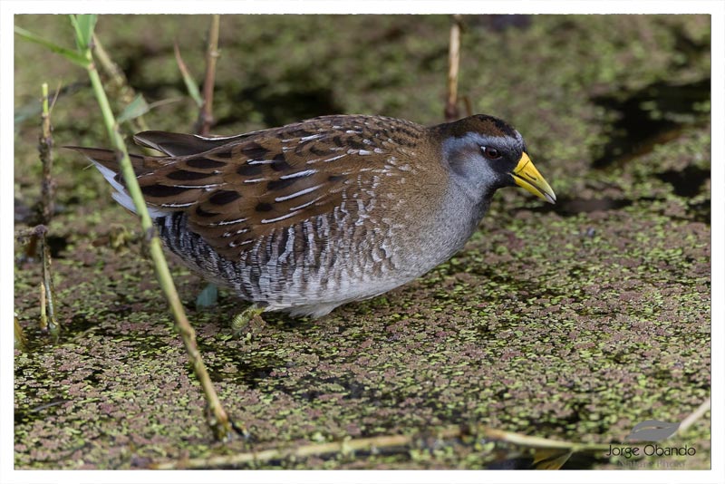Polluela Sora