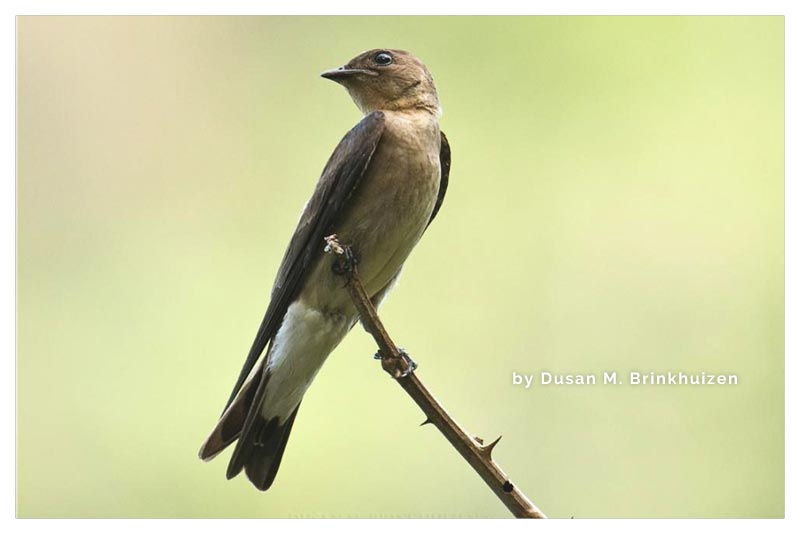 Golondrina Alirrasposa Sureña 