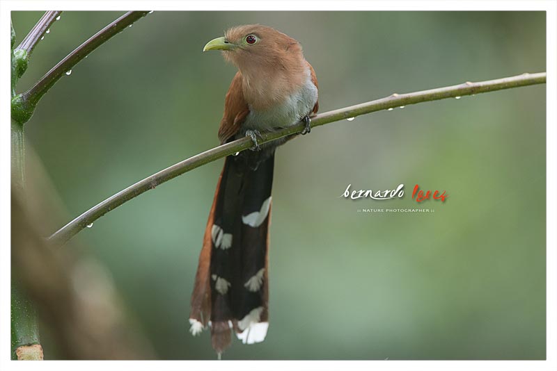 Cuco Ardilla (Bobo Chiso- Cacao- San Miguel)