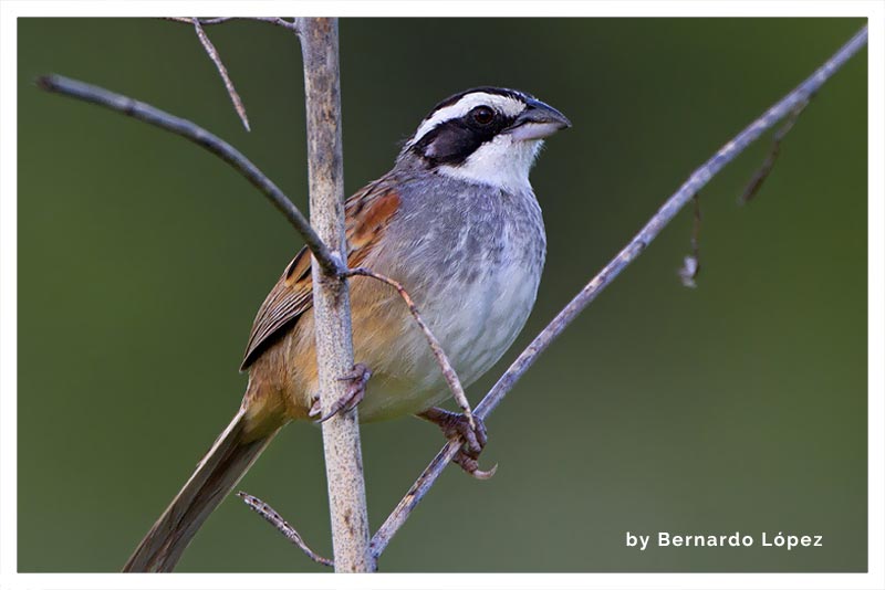 Sabanero Cabecilistado (Pájaro Chicle- Albarda Nueva- Ratoncillo) 