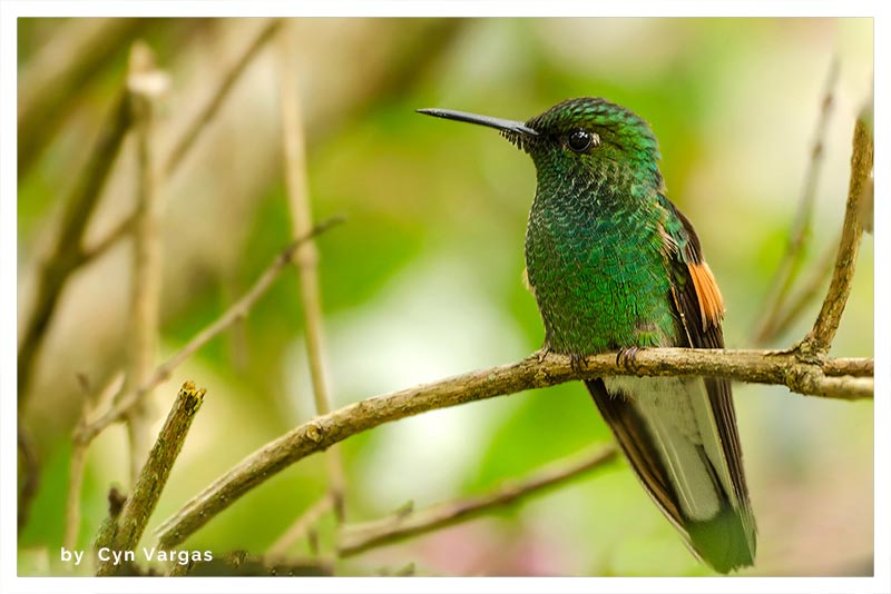 Colibrí Colirrayado