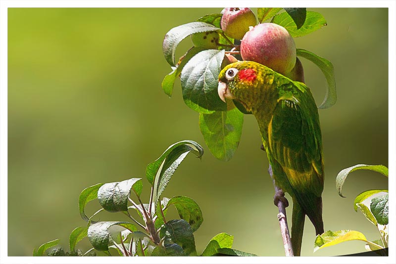 Perico Aliazufrado