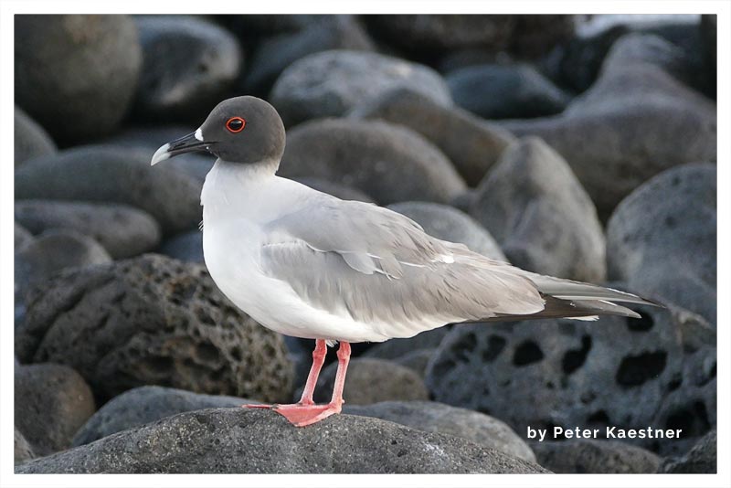 Gaviota Tijereta