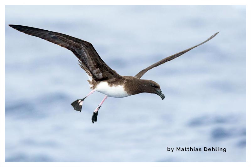 Petrel de Tahiti
