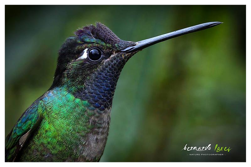 Colibrí Magnífico