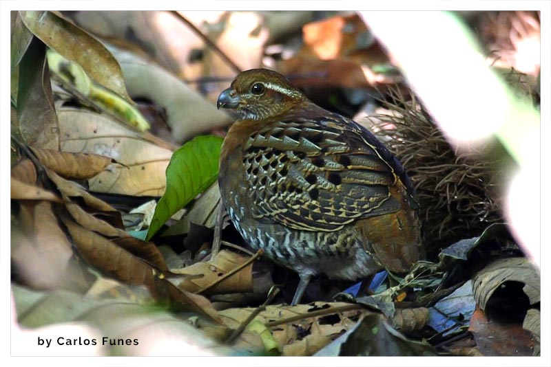 Codorniz Carirrufa 