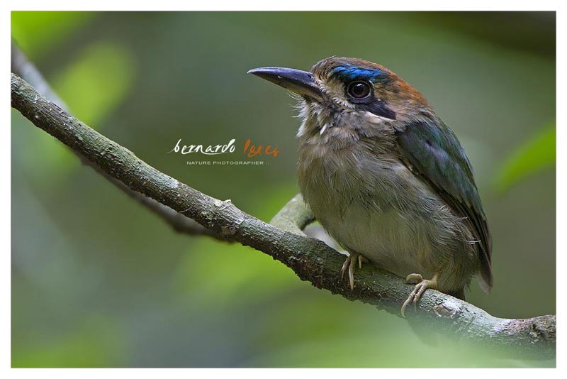 Momoto Enano (Pájaro Bobo)