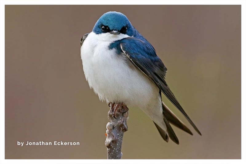 Golondrina Bicolor 