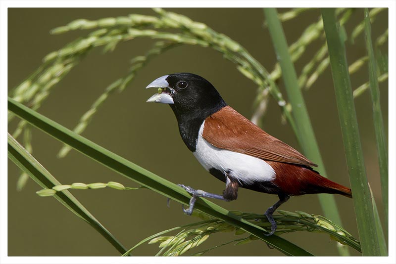Monjita Tricolor 
