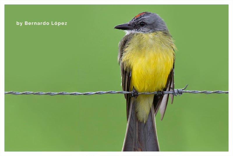 Tirano Tropical (Pecho Amarillo) 