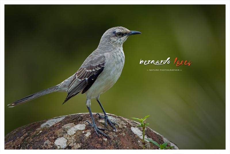 Pájaro-imitador Tropical 
