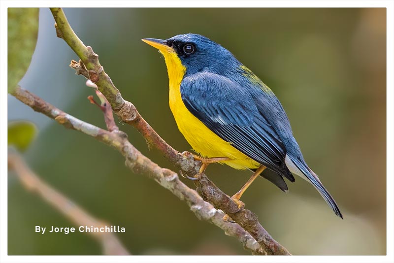 Parula Tropical 