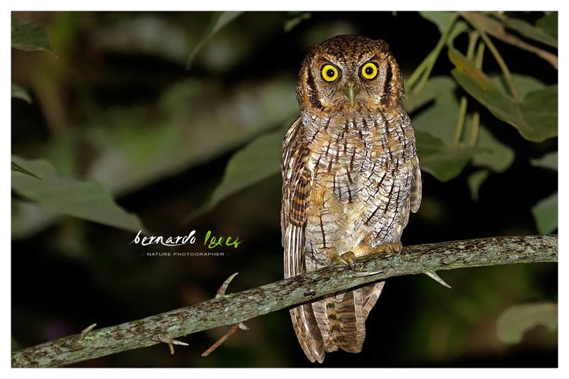 Lechucita Neotropical (Estucurú o Sorococa)
