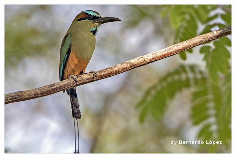 Momoto Cejiceleste (Pájaro Bobo)