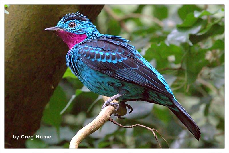 Cotinga Turquesa 