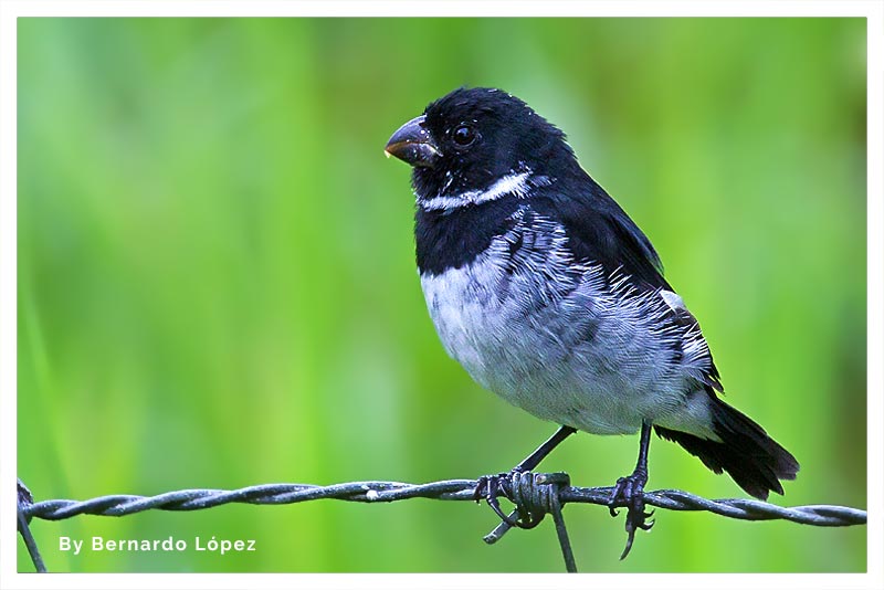 Espiguero Variable (Setillero Collarejo- Monjito- Arrocerito) 