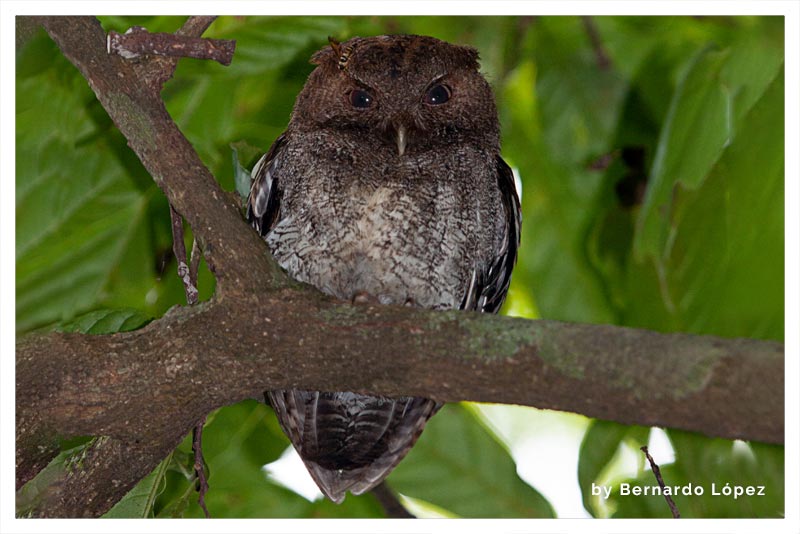 Lechucita Vermiculada (Estucurú o Sorococa)