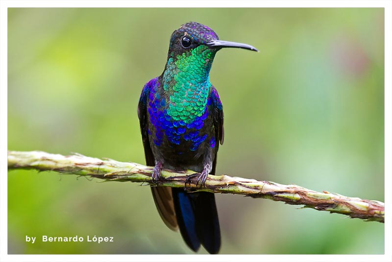 Colibrí Ninfa Verde-Violeta