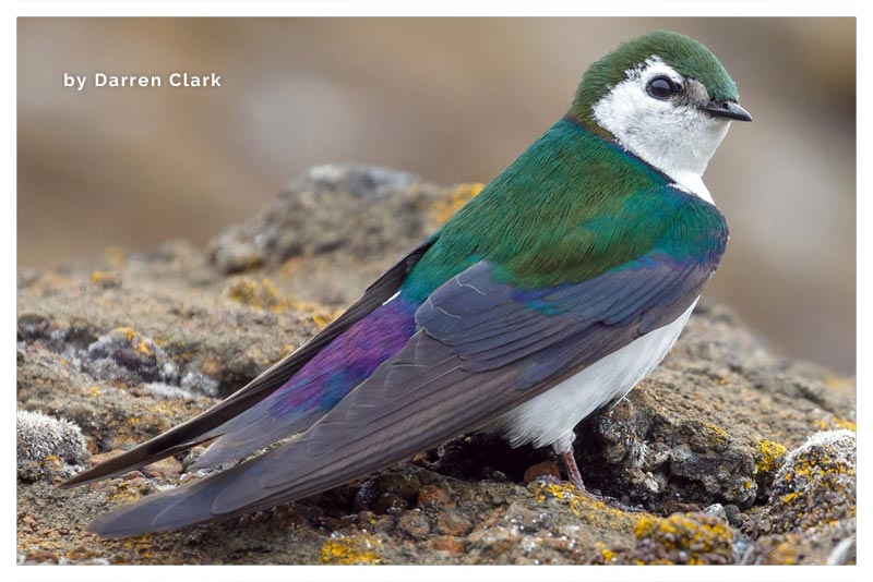 Golondrina Verdiviolácea 