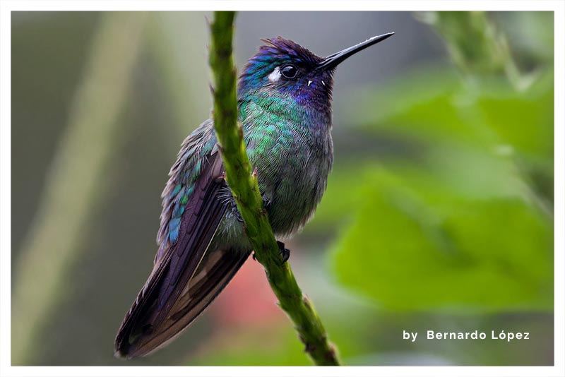 Colibrí Cabeciazul