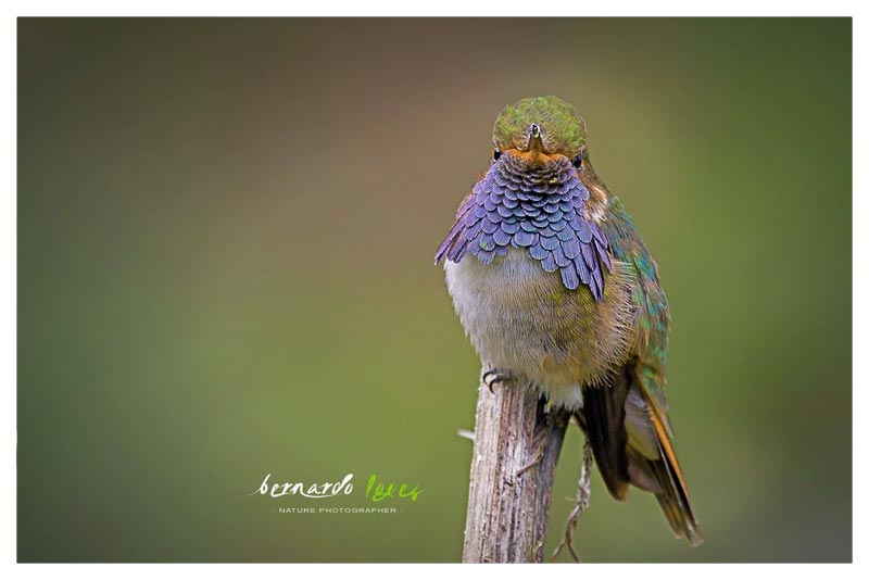 Colibrí Chispita Volcanera (Chispita- Colibrí Mosca) [Cordillera Talamanca]