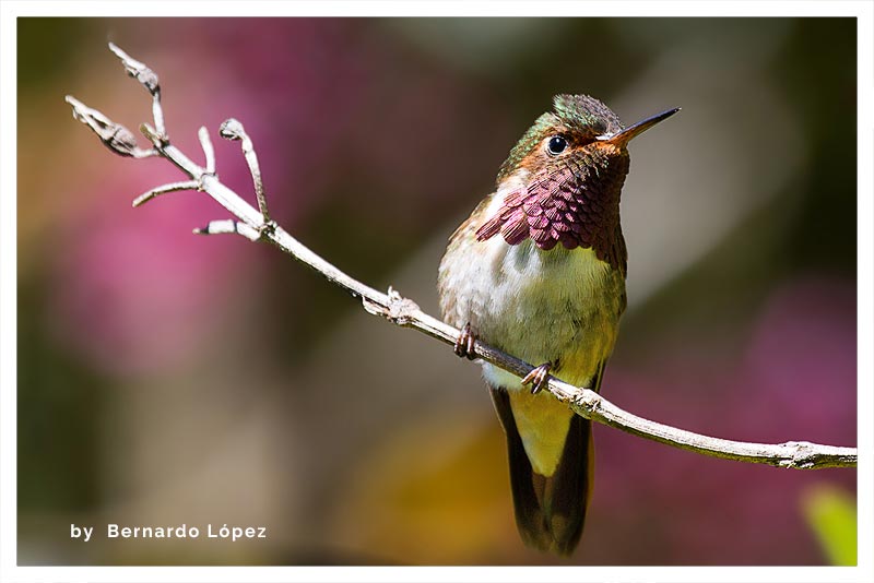 Colibrí Chispita Volcanera (Chispita- Colibrí Mosca) [Volcán Irazú y Turrialba] 