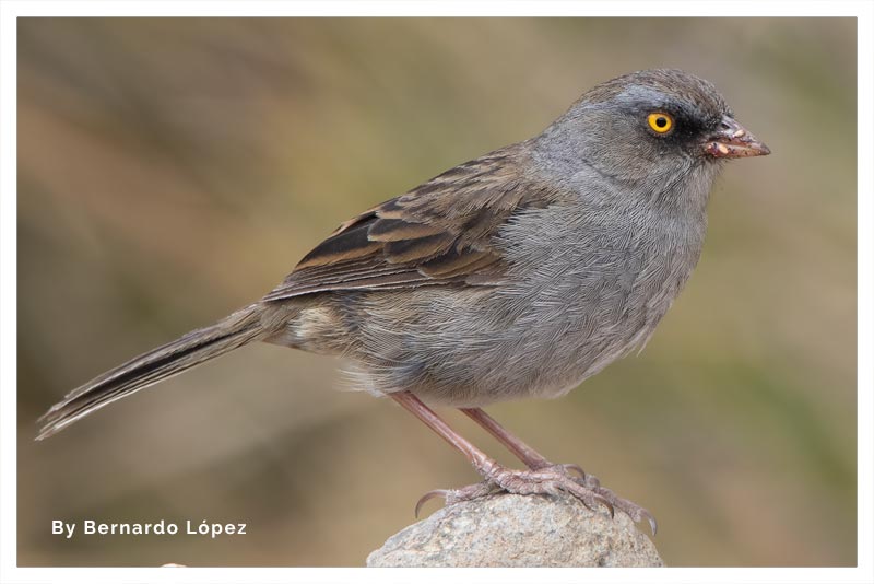 Junco Paramero (Junco Volcanero) 