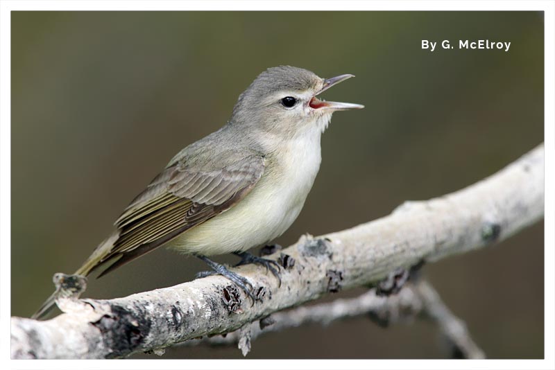 Vireo Canoro 