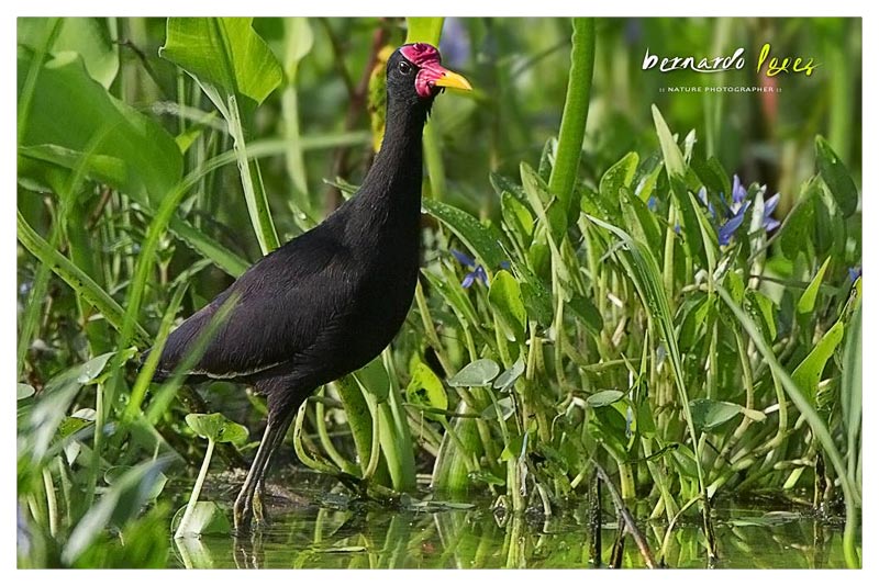 Jacana Sureña