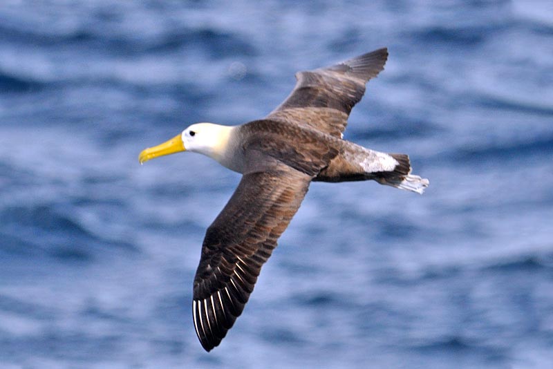 Albatros de Galápagos