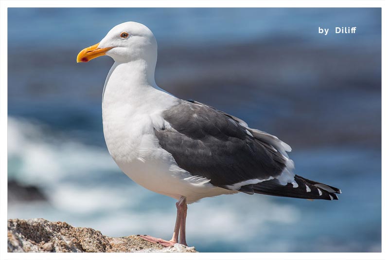 Gaviota Occidental