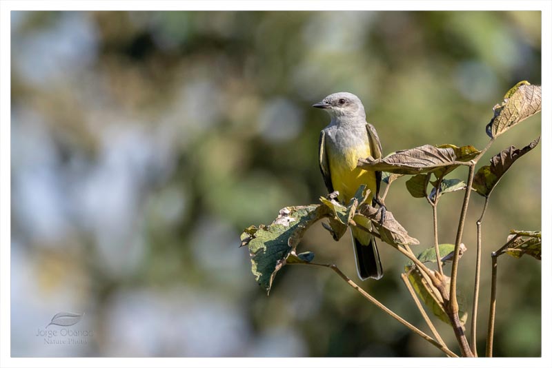 Tirano Occidental (Pecho Amarillo) 