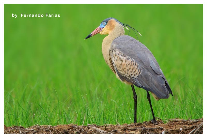 Garza Silbadora