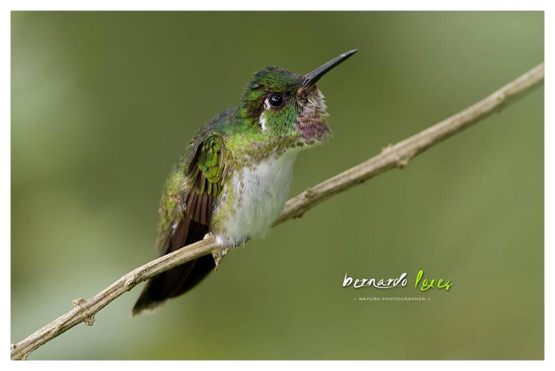 Colibrí Montañes Vientriblanco