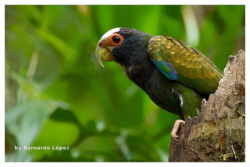 Loro Coroniblanco (Cotorra- Chucuyo) 