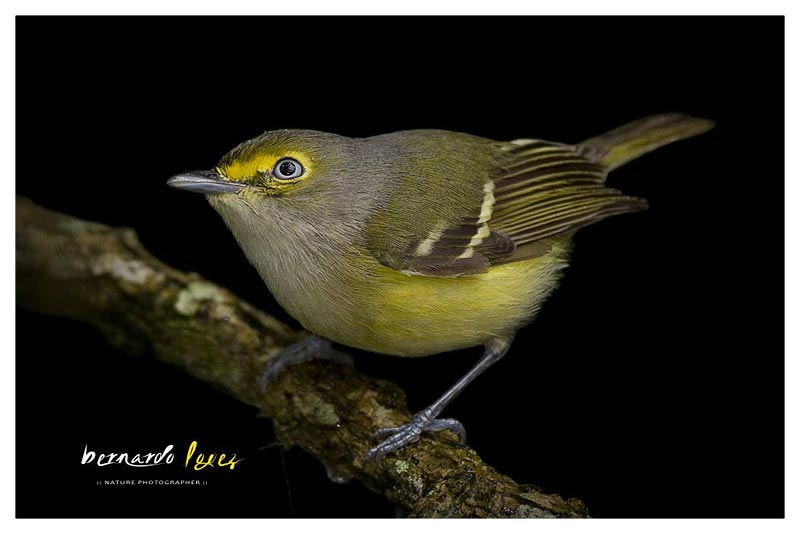 Vireo Ojiblanco 