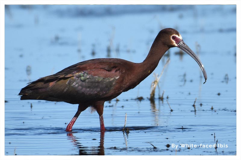 Ibis Cariblanco