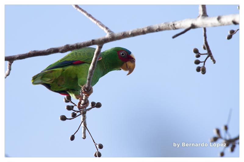 Loro Frentiblanco (Cancan- Lora) 