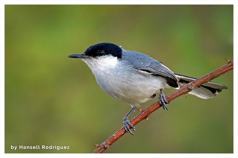 Perlita Cabecinegra (Espatulilla- Cazadora) 